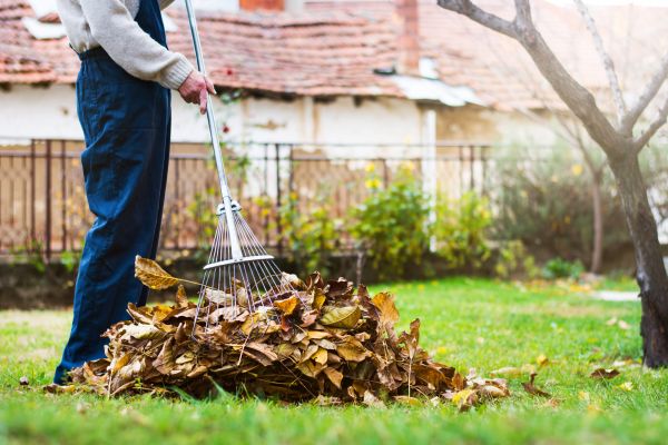 Backyard Cleanup