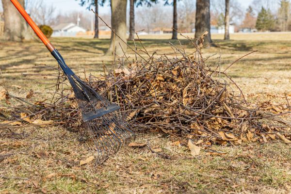 Backyard Debris Removal
